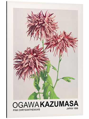 Obraz na aluminium Pink Chrysanthemums