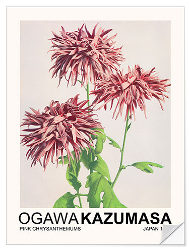 Wall sticker Pink Chrysanthemums