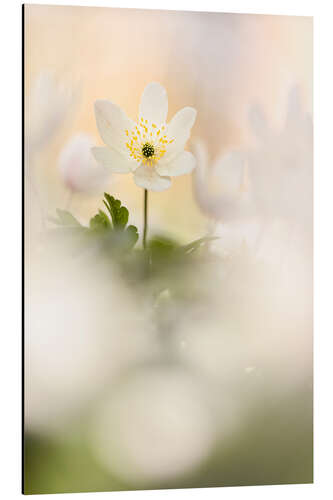 Stampa su alluminio Wood anemones cozy together