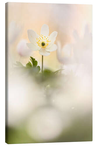 Canvas print Wood anemones cozy together