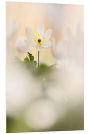 Foam board print Wood anemones cozy together