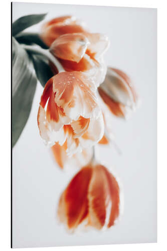 Aluminium print Tulips