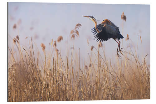 Quadro em alumínio Purple Heron in the fog