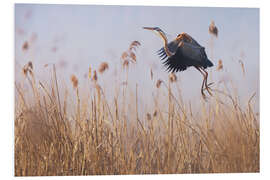 Foam board print Purple Heron in the fog