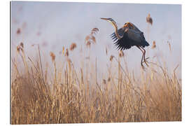 Gallery print Purple Heron in the fog