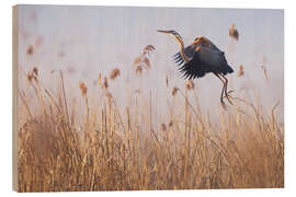 Wood print Purple Heron in the fog