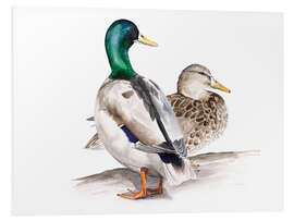 Foam board print Ducks