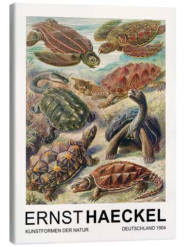 Canvas print Kunstformen Der Natur - Chelonia Schildkröten