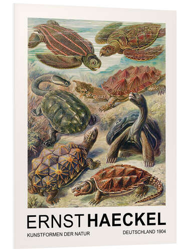 Foam board print Kunstformen Der Natur - Chelonia Schildkröten