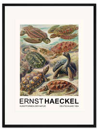Gerahmter Kunstdruck Kunstformen Der Natur - Chelonia Schildkröten