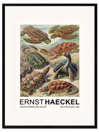 Impresión de arte enmarcada Kunstformen Der Natur - Chelonia Schildkröten
