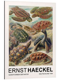 Magnettafel Kunstformen Der Natur - Chelonia Schildkröten