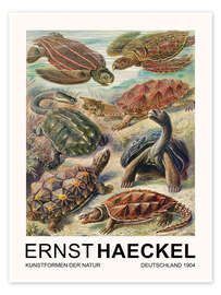 Poster  Kunstformen Der Natur - Chelonia Schildkröten - Ernst Haeckel