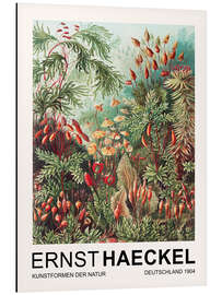 Magnettafel Kunstformen Der Natur - Muscinae Laubmoose