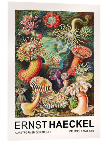 Tableau en verre acrylique Kunstformen Der Natur - Actiniae Seeanemonen