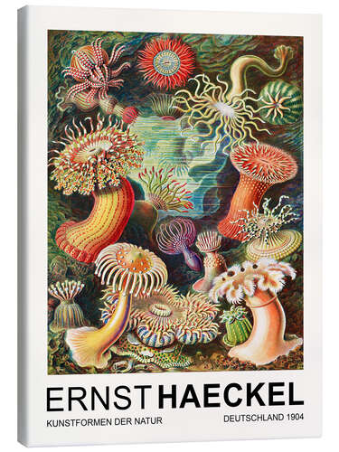 Canvastavla Kunstformen Der Natur - Actiniae Seeanemonen