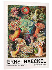 Stampa su PVC Kunstformen Der Natur - Actiniae Seeanemonen