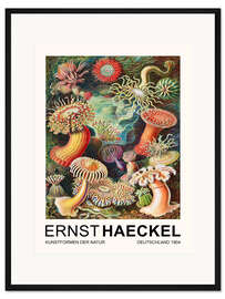 Gerahmter Kunstdruck Kunstformen Der Natur - Actiniae Seeanemonen