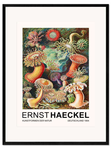 Framed art print Kunstformen Der Natur - Actiniae Seeanemonen