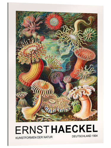 Gallery print Kunstformen Der Natur - Actiniae Seeanemonen