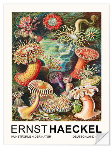 Wall sticker Kunstformen Der Natur - Actiniae Seeanemonen