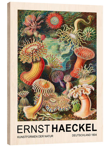 Holzbild Kunstformen Der Natur - Actiniae Seeanemonen