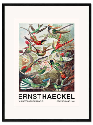 Gerahmter Kunstdruck Kunstformen Der Natur - Trochilidae Kolibris