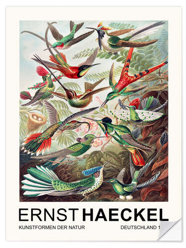 Sticker mural Kunstformen Der Natur - Trochilidae Kolibris