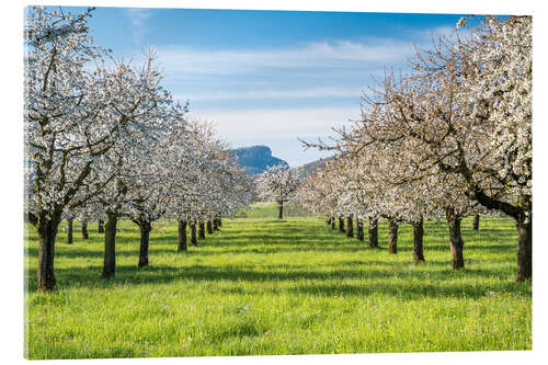 Acrylic print Cherry blossom in an orchard in Baselbiet