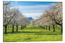 Aluminium print Cherry blossom in an orchard in Baselbiet