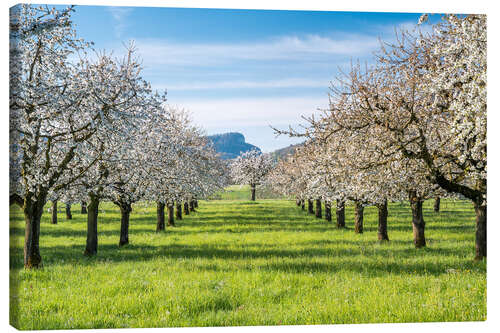 Canvas print Cherry blossom in an orchard in Baselbiet