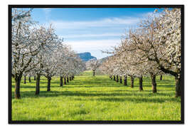 Gerahmter Kunstdruck Kirschblüte im Obstgarten im Baselbiet