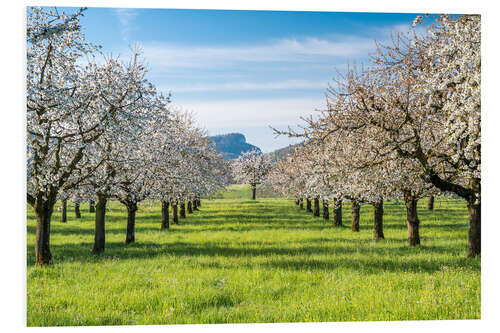 Foam board print Cherry blossom in an orchard in Baselbiet