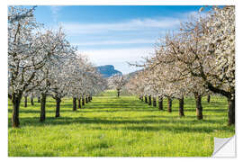 Selvklebende plakat Cherry blossom in an orchard in Baselbiet