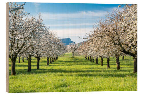 Trebilde Cherry blossom in an orchard in Baselbiet