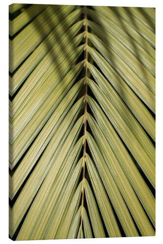 Canvas print Tropical Palm in the Sun