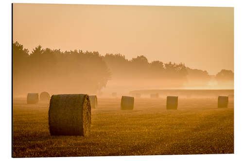 Quadro em alumínio Straw in the morning mist