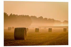 Foam board print Straw in the morning mist