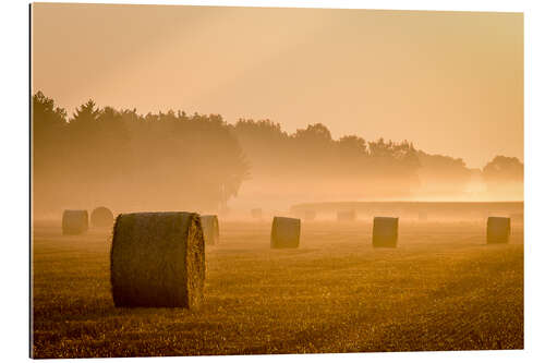 Gallery print Straw in the morning mist