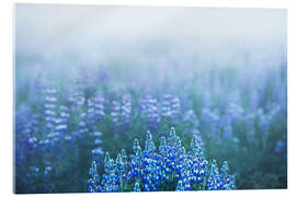 Acrylic print Icelandic lupins on a foggy morning