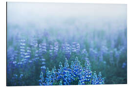 Stampa su alluminio Icelandic lupins on a foggy morning