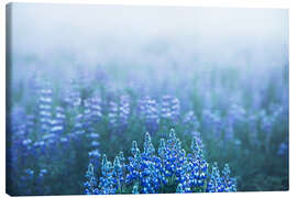 Leinwandbild Isländische Lupinen an einem vernebelten Morgen