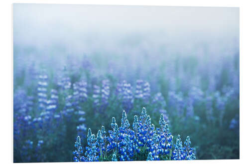 PVC-taulu Icelandic lupins on a foggy morning