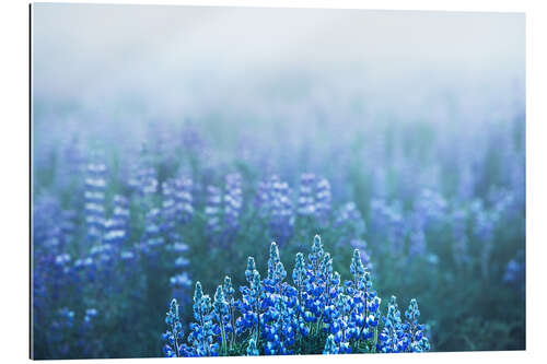 Gallery Print Isländische Lupinen an einem vernebelten Morgen