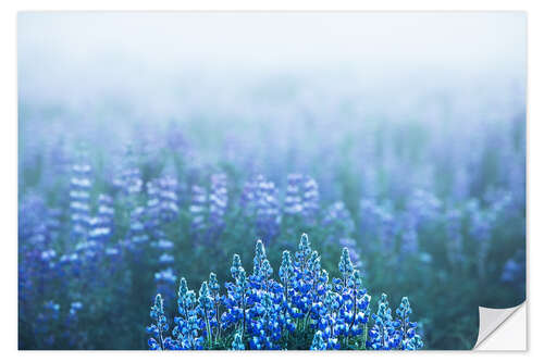 Wall sticker Icelandic lupins on a foggy morning