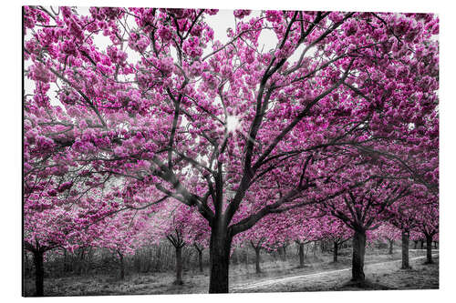 Aluminium print Cherry blossoms in the sunlight