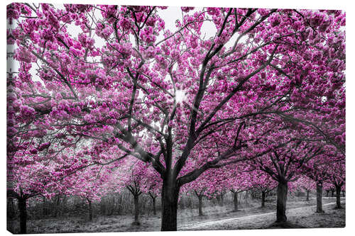 Canvas print Cherry blossoms in the sunlight