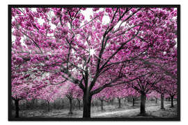 Gerahmter Kunstdruck Kirschblüten im Sonnenlicht