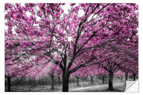 Sticker mural Cherry blossoms in the sunlight