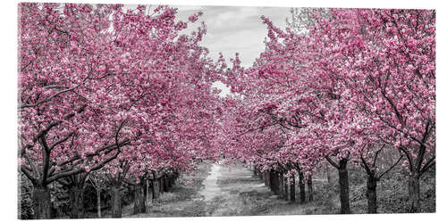 Akryylilasitaulu Enchanting cherry blossom avenue